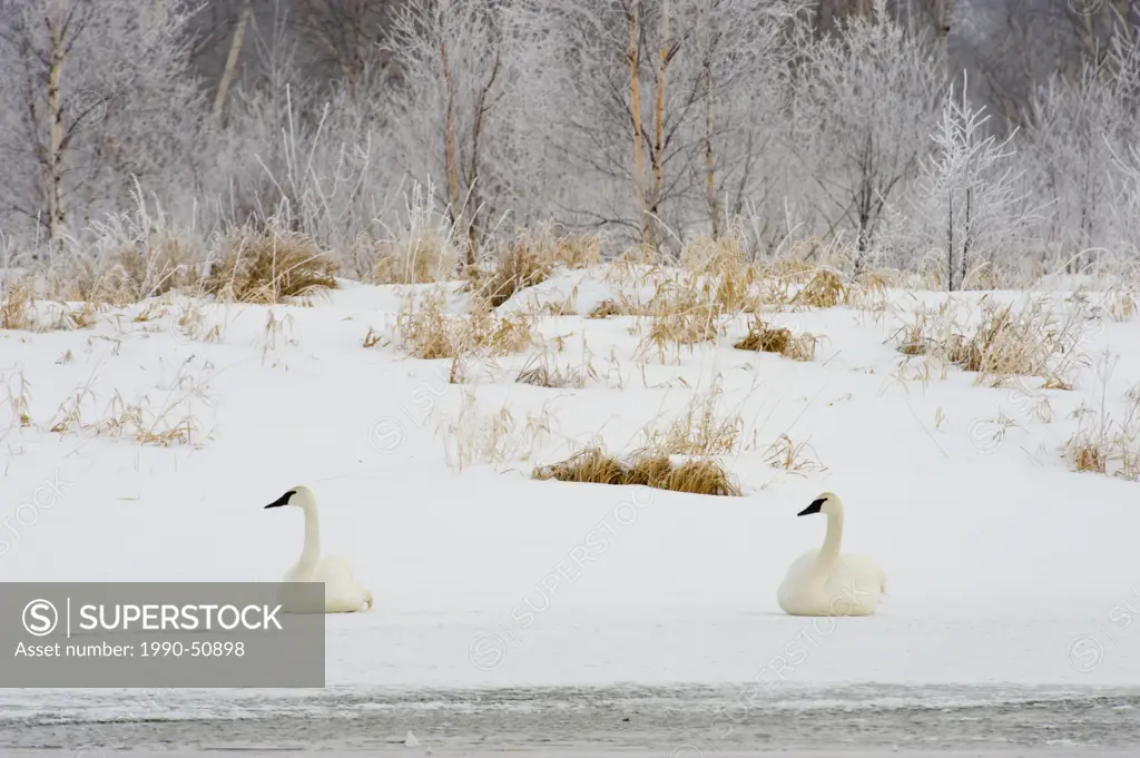 Trumpeter swans Cygnus buccinator relaxing in snow at edge of Junction Creek, Sudbury, Ontario