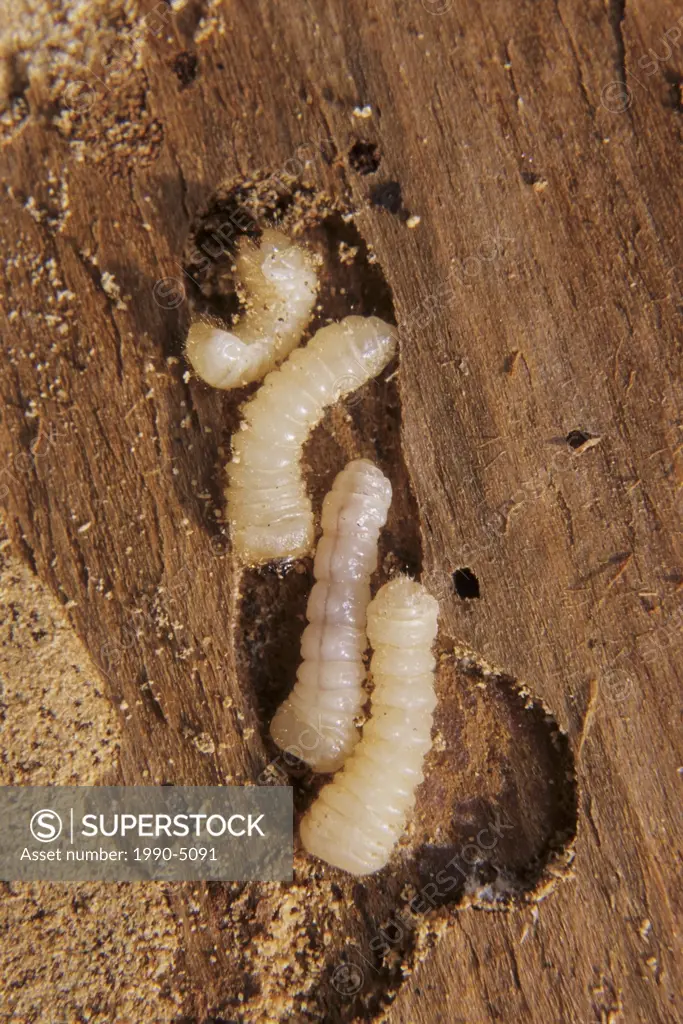 Longhorn Beetle larvae in Spruce tree, Smithers, British Columbia, Canada
