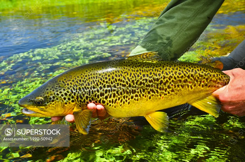 Man holding brown trout, Spring Creek, South Island, New Zealand