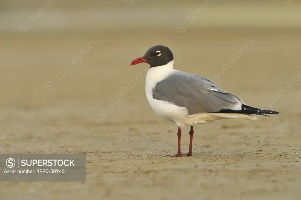 Laughing Gull Larus atricilla _ South Padre Island, Texas, United States of America