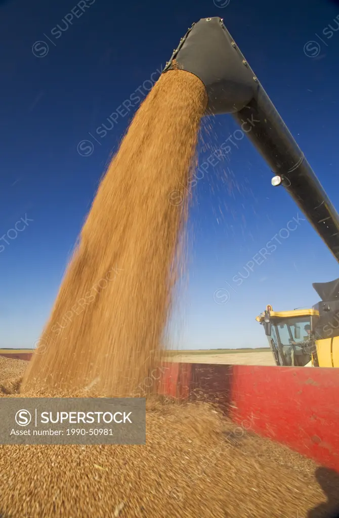 A combine auger unloads spring wheat into a grain wagon during the harvest near Dugald, Manitoba, Canada