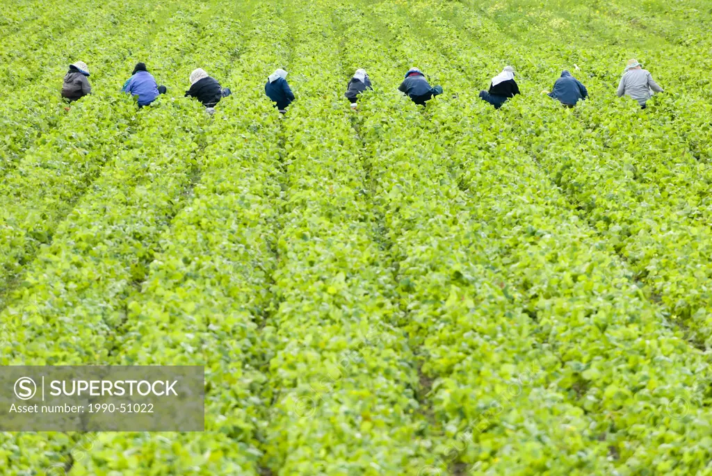 Workers picking Strawberries at a farm in the Cowichan Valley near Duncan, Vancouver Island, British Columbia, Canada.