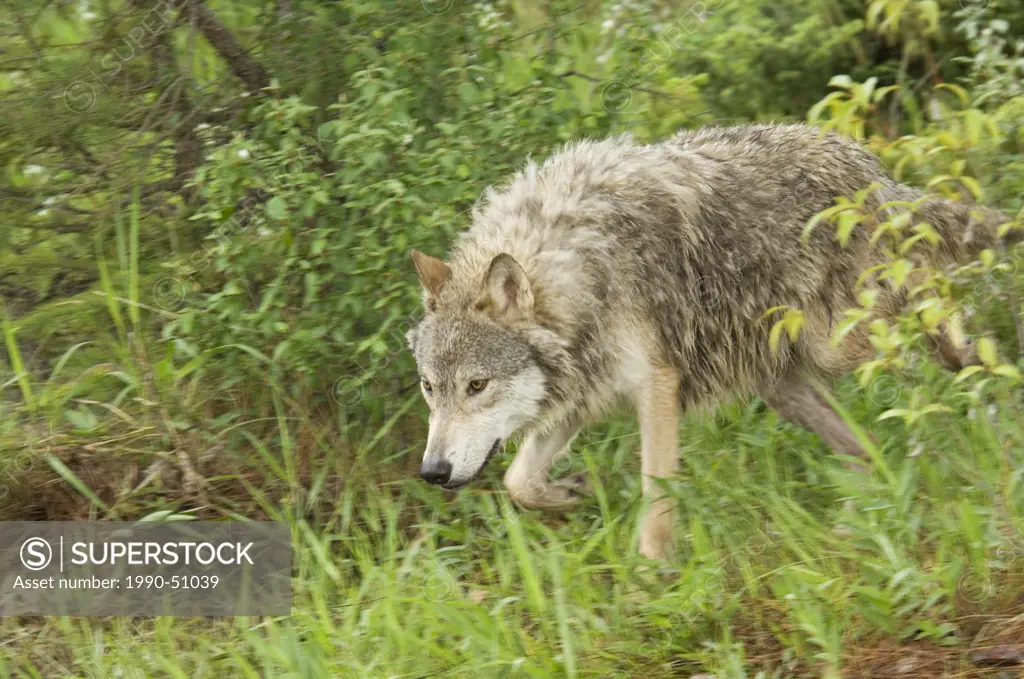 Gray wolf hunting, Canis lupus, Alberta, Canada.