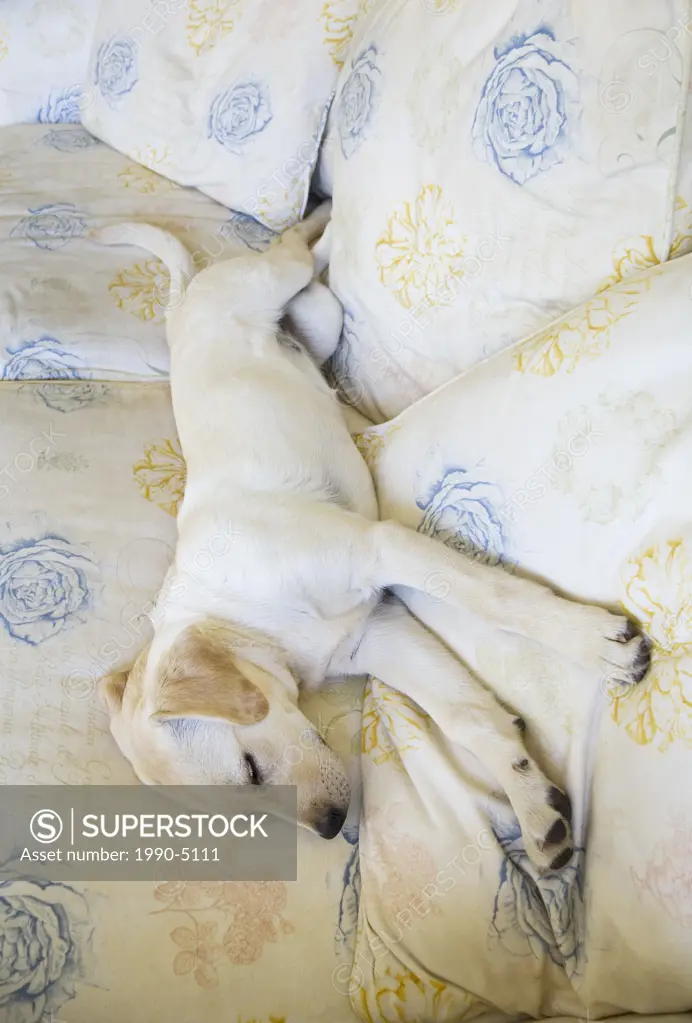 Four-month-old Labrador-Golden Retriever puppy sleeping on couch, Vancouver, British Columbia, Canada
