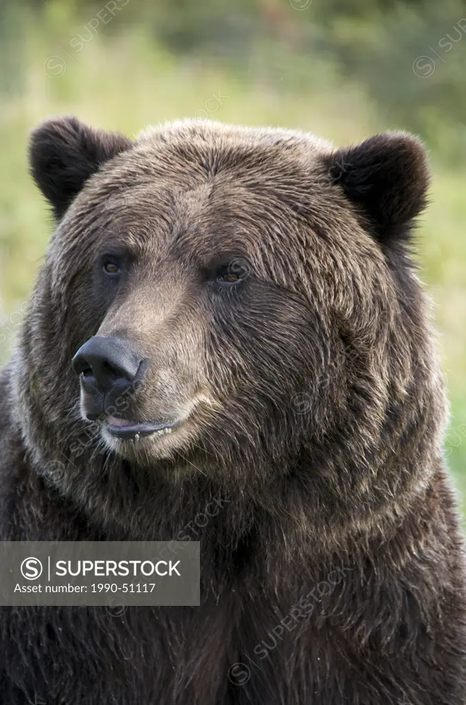 Close_up of Grizzly Bear face looking at viewer. Ursus arctos horribilis. Alaska Wildlife Conservation Center. Alaska, United States of America