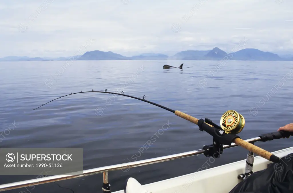 Salmon fishing with killer whale swimming by, Work Channel, Prince Rupert, British Columbia, Canada.