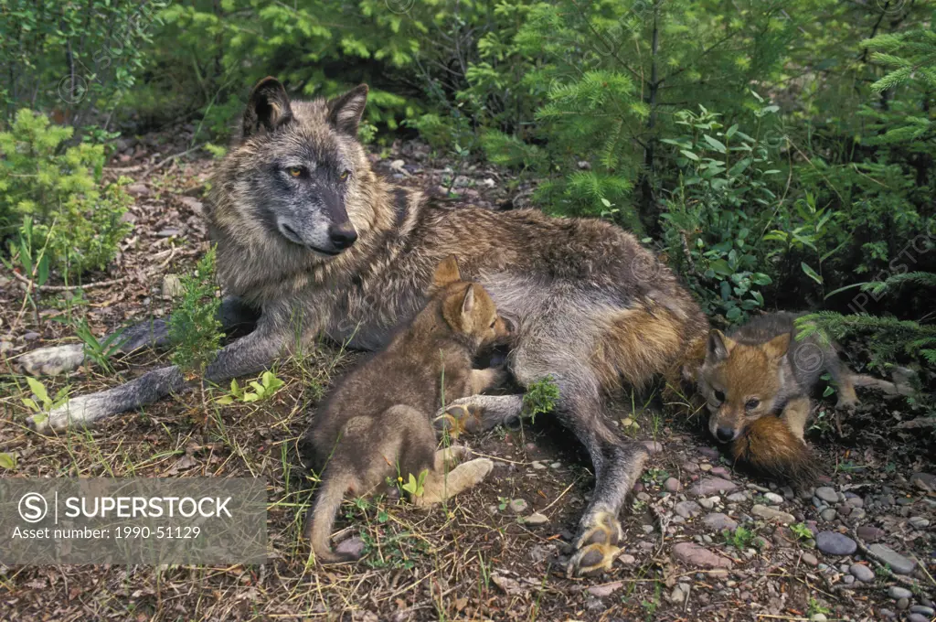 The Gray Wolf, being a keystone predator, is an integral component of the ecosystems to which it typically belongs. The wide range of habitats in whic...