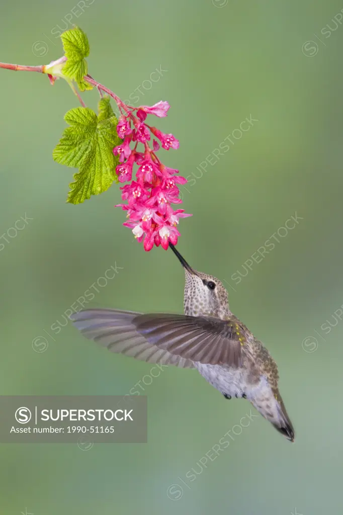 Anna´s Hummingbird Calypte anna feeding at a red currant flower in Victoria, British Columbia, Canada