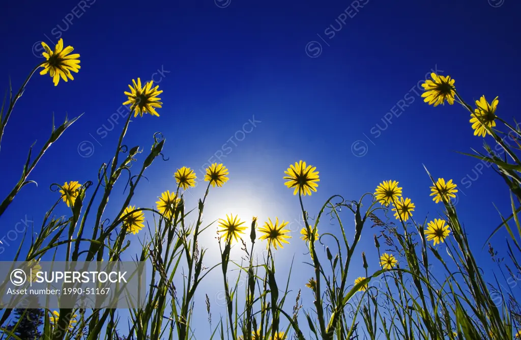Yellow salsify reaching for the sun in Junction Sheep Range Provincial Park in the grasslands of British Columbia, Canada