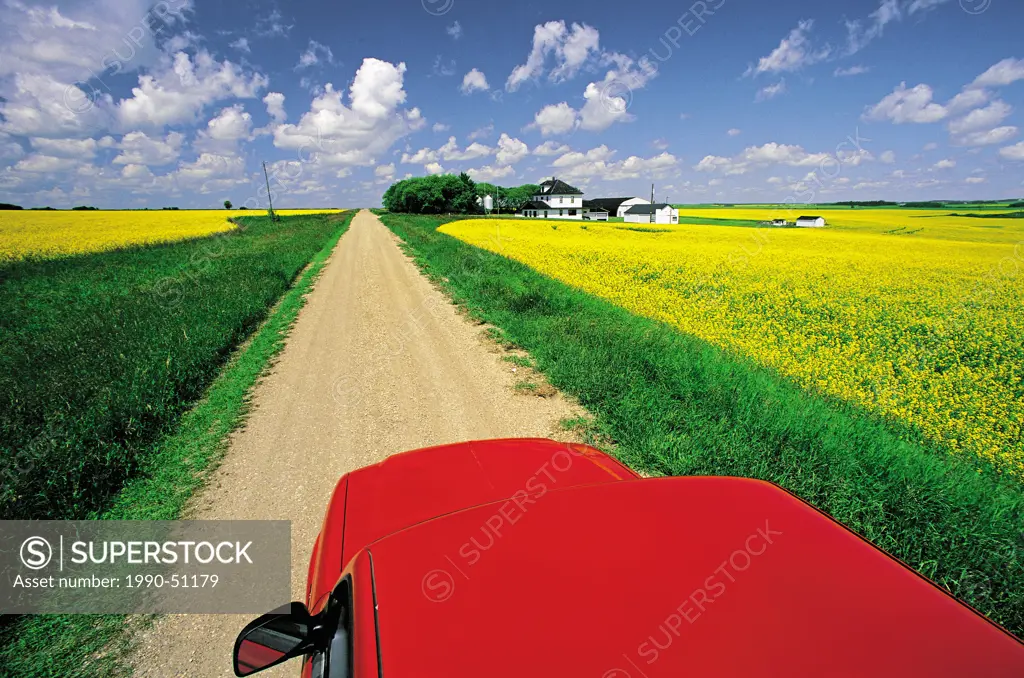 View from a truck overlooking a country road with blooming canola fields and farm, Tiger Hills, Manitoba, Canada