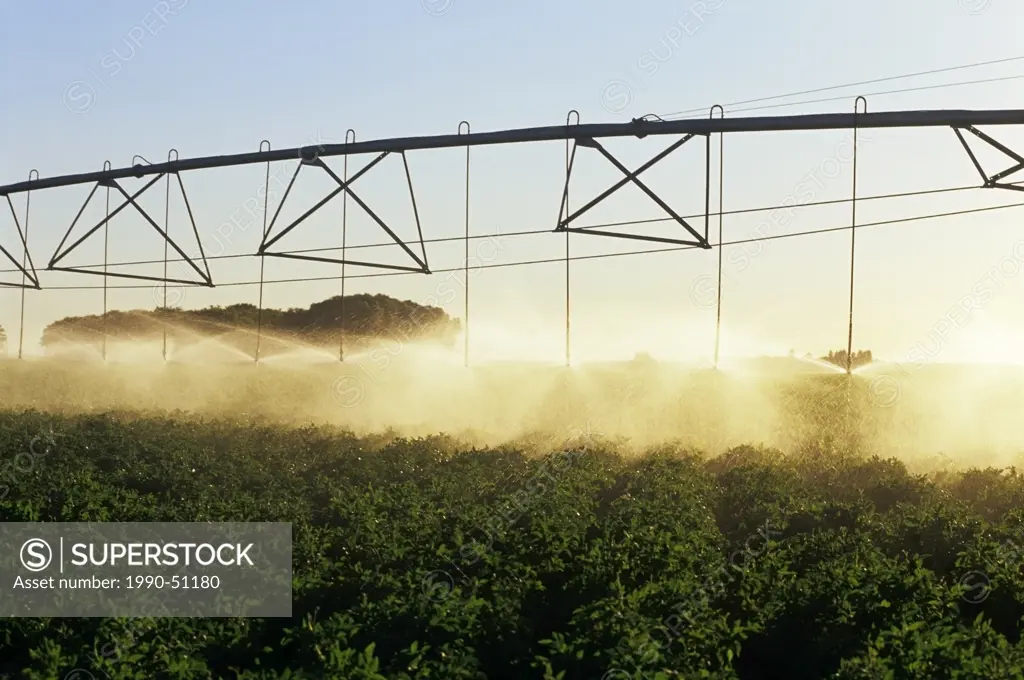 A center pivot irrigation system irrigates potatoes near Holland, Manitoba, Canada