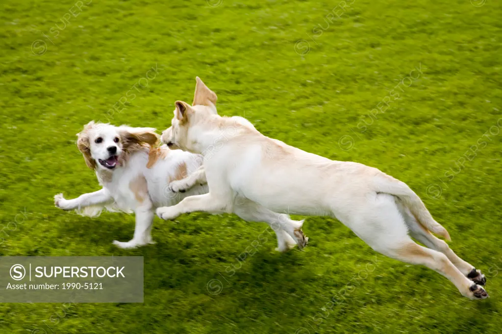 Labrador Golden Retriever and Cavalier King Charles Spaniel puppies running and playing in a park, Vancouver, British Columbia, Canada