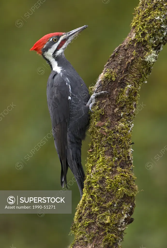 Male Pileated woodpecker on tree trunk at Victoria, Vancouver Island, British Columbia, Canada