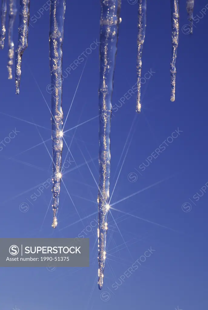 Icicles and sunstars.