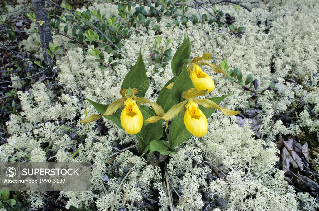 Yellow lady slipper orchid, Cypripedium calceolus in reindeer lichen, Mount Robson Provincial Park, British Columbia, Canada
