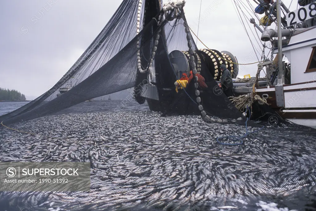 Commercial Fishing boat pulling up net full of herring, British Columbia, Canada.