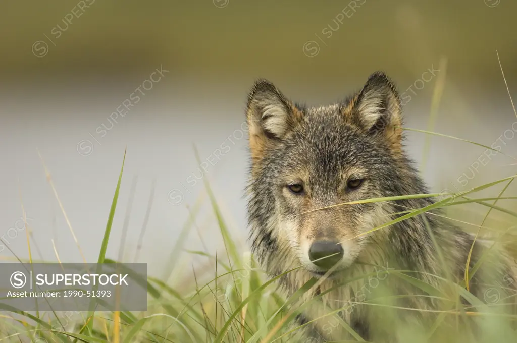 wolf close up, Great Bear Rainforest, British Columbia, Canada.