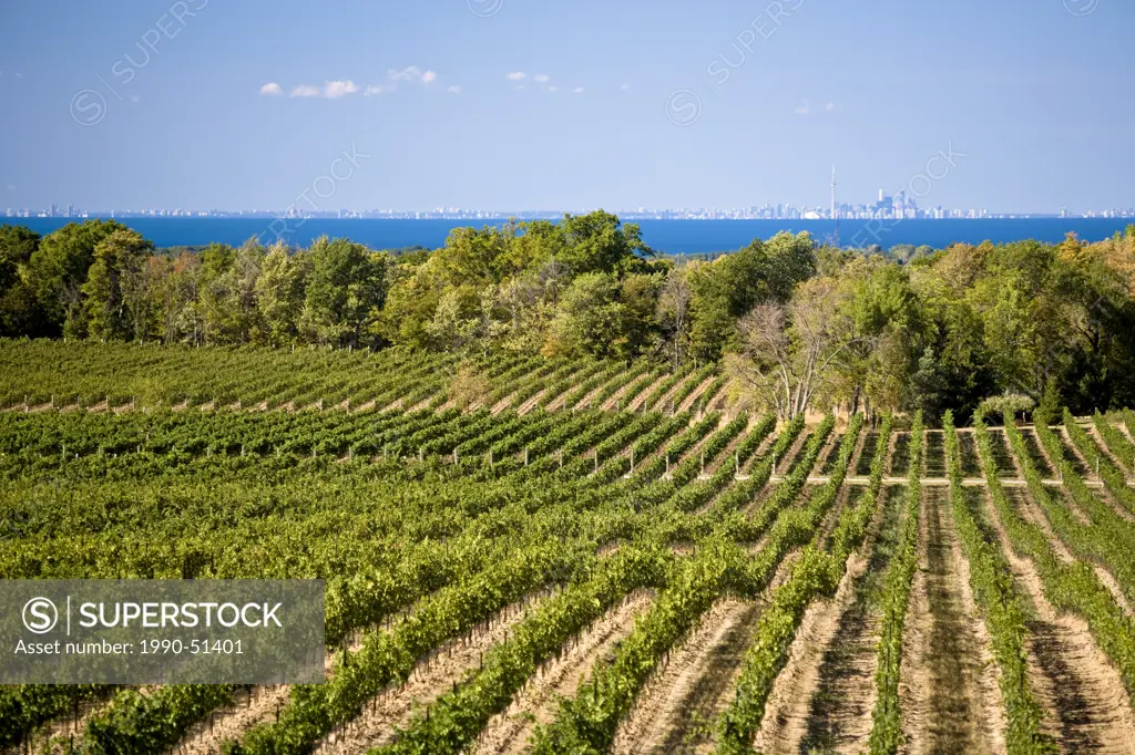 Vineyards at Flat Rock Cellars Winery, near Jordan, Niagara Penninsula, Ontario, Canada.