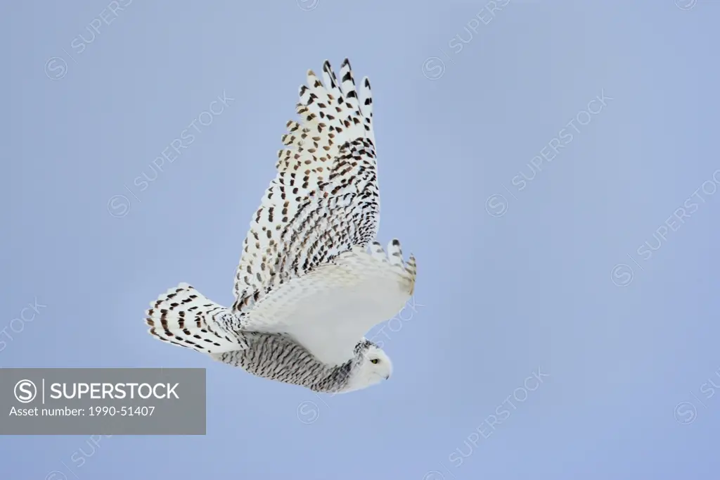 Snowy owl in flight, Alberta, Canada