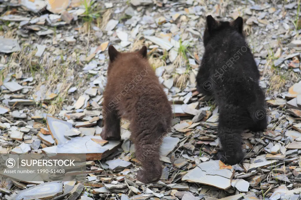 Two little Black bear cubs climbing hill, Western Canada