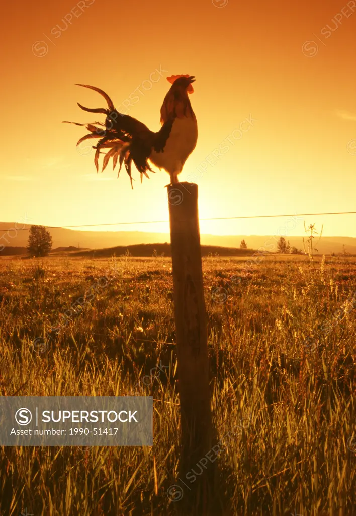 Rooster crowing on fence post at dawn near Cochrane, Alberta, Canada