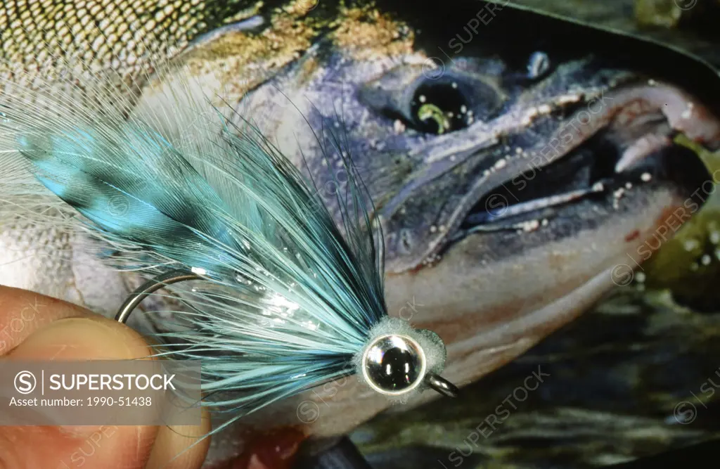 Man removing fishing fly from coho salmon´s mouth