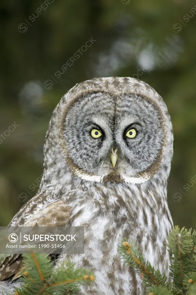 Great Gray Owl, Ontario, Canada.