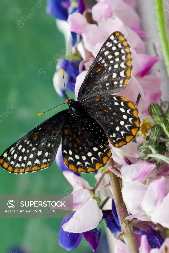 Baltimore Butterfly, Euphydryas phaeton