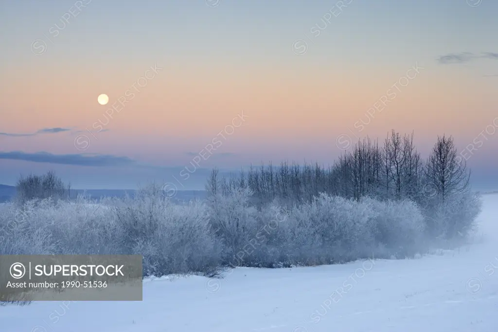 Trees and pasture in fog, Water Valley, Alberta, Canada.