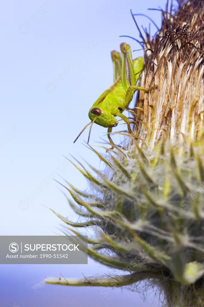 Close_up of a grasshopper on hooker´s thistle Cirsium hookerianum in the grasslands of British Columbia, Canada