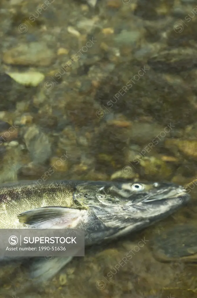 Chum salmon Oncorhynchus keta after spawning, Goldstream Provincial Park, Victoria, Vancouver Island, British Columbia, Canada