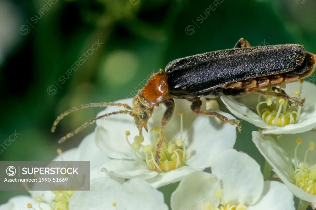Downy Leather_wing Beetle, Podabrus tomentosus