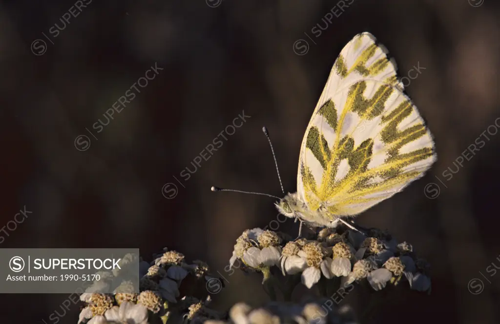 Sagebrush white butterfly Pontia beckeriion yarrow flower, Vaseux Lake Provincial Park, British Columbia, Canada