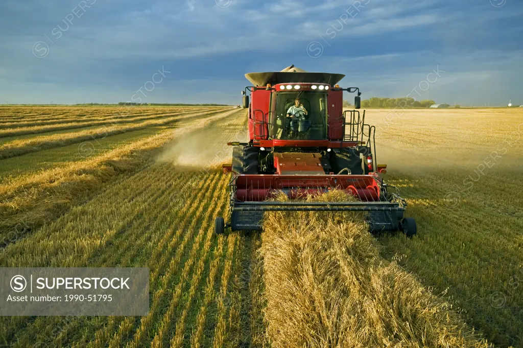 A farmer talks on his cell phone while harvesting his swathed oats Avena sativa near Dugald, Manitoba, Canada