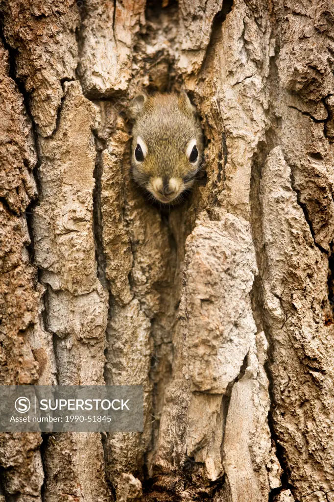 Red squirrel peaking out of tree hole, Kananaskis Country, Alberta, Canada
