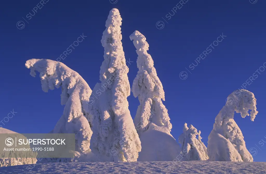 Ghost trees, Winter, Mount Seymour Provincial Park, North Vancouver, British Columbia, Canada