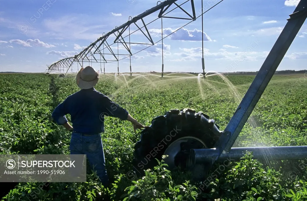 A farmer overlooking center pivot irrigation system irrigating potato field near Holland, Manitoba, Canada