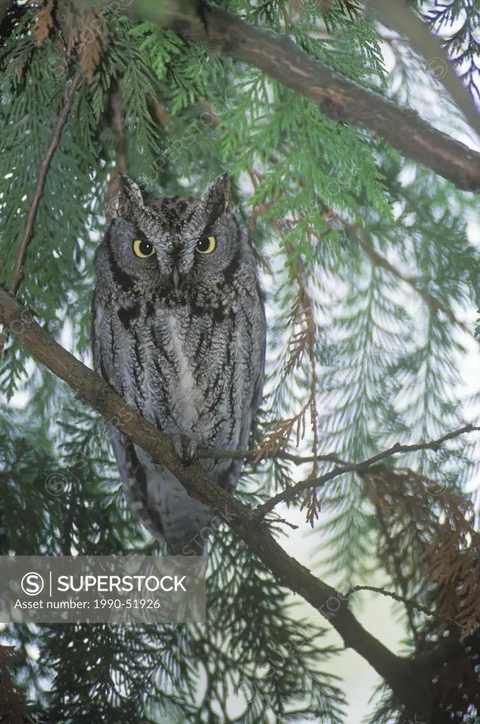 The rare macfarlanei subspecies of Western_screech Owl Megascops kennicottii macfarlanei occures in the grassland habitats of BC´s southern interior r...