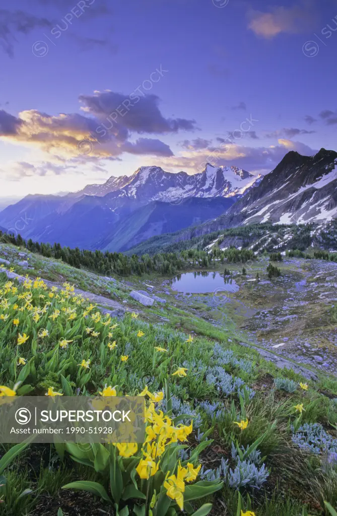 Jumbo Pass in the Purcell Mountains with Glacier Lilies, British Columbia, Canada.