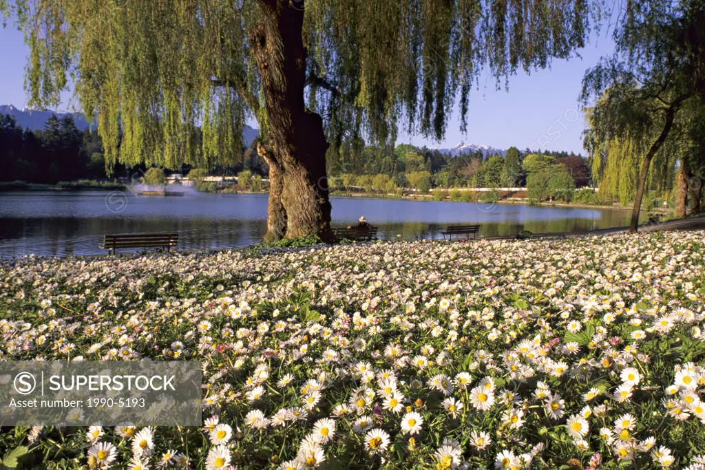 English daisies, Lost Lagoon, Stanley Park, Vancouver, British Columbia, Canada