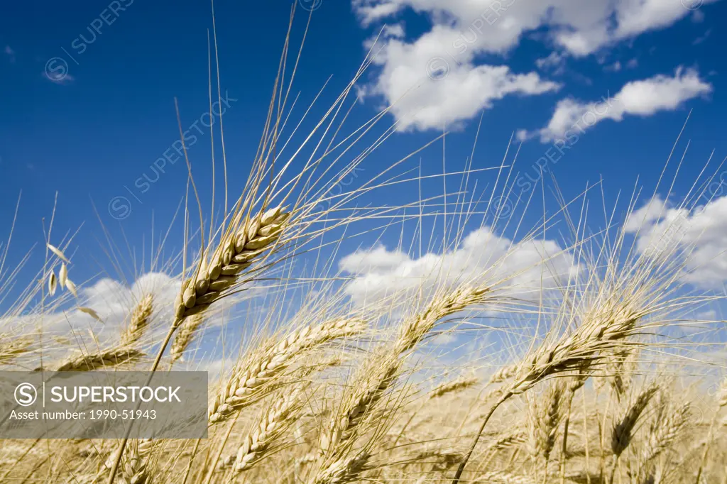 Close up of wheat in Saskatchewan, Canada.