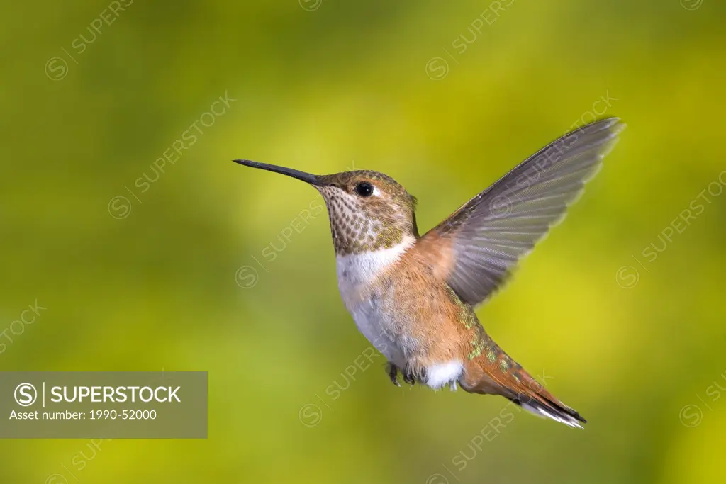 rufous hummingbird Selasphorus rufus, Canada.