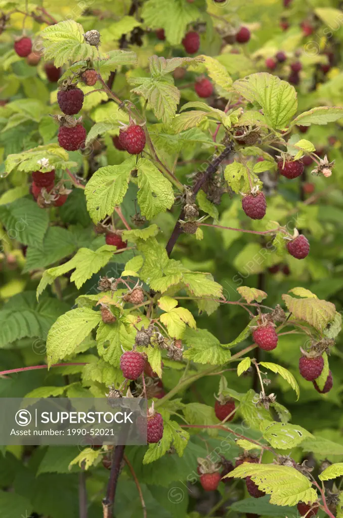 Cultivated Raspberries. Cultivated raspberries are usually hybrids between Rubus idaeus and Rubus strigosus. Thunder Bay, Ontario, Canada.