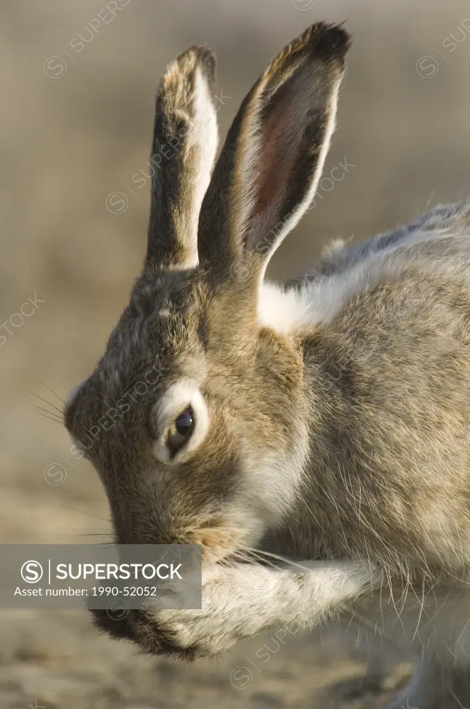White_tailed jackrabbit Lepus townsendii washing by licking its front paws and then rubbing its paws over its face and ears, Saskatchewan, Canada