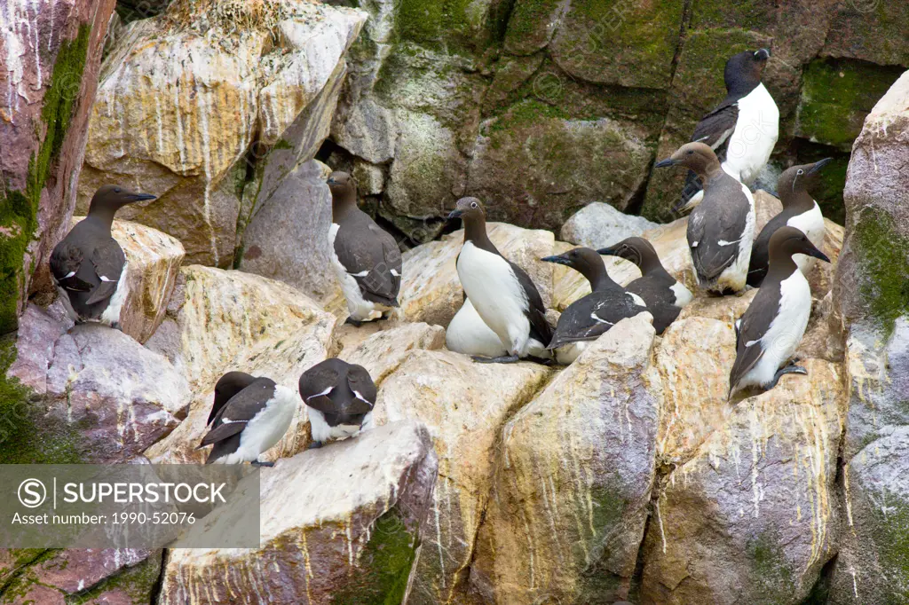 Common Murres, Uria aalge nesting on Gull Island, Witless Bay Ecological Reserve, Newfoundland and Labrador, Canada