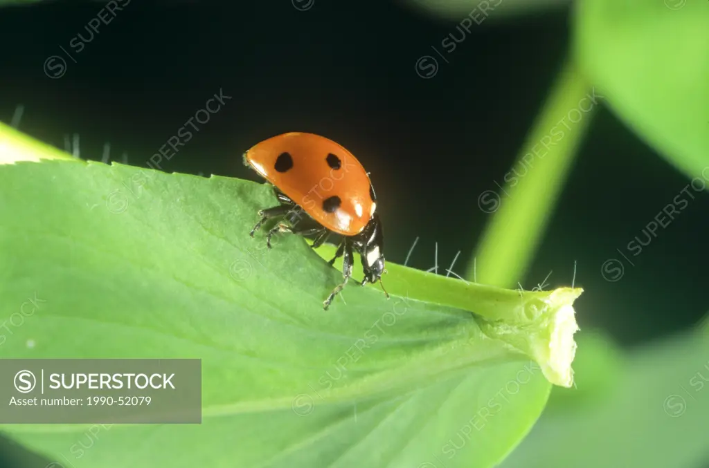 Seven_spotted Ladybug Beetle, Coccinella septempunctata