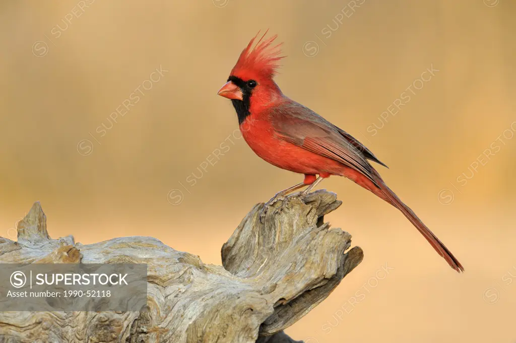 Northern Cardinal Cardinalis cardinalis _ Santa Clara Ranch, Texas, United States of America