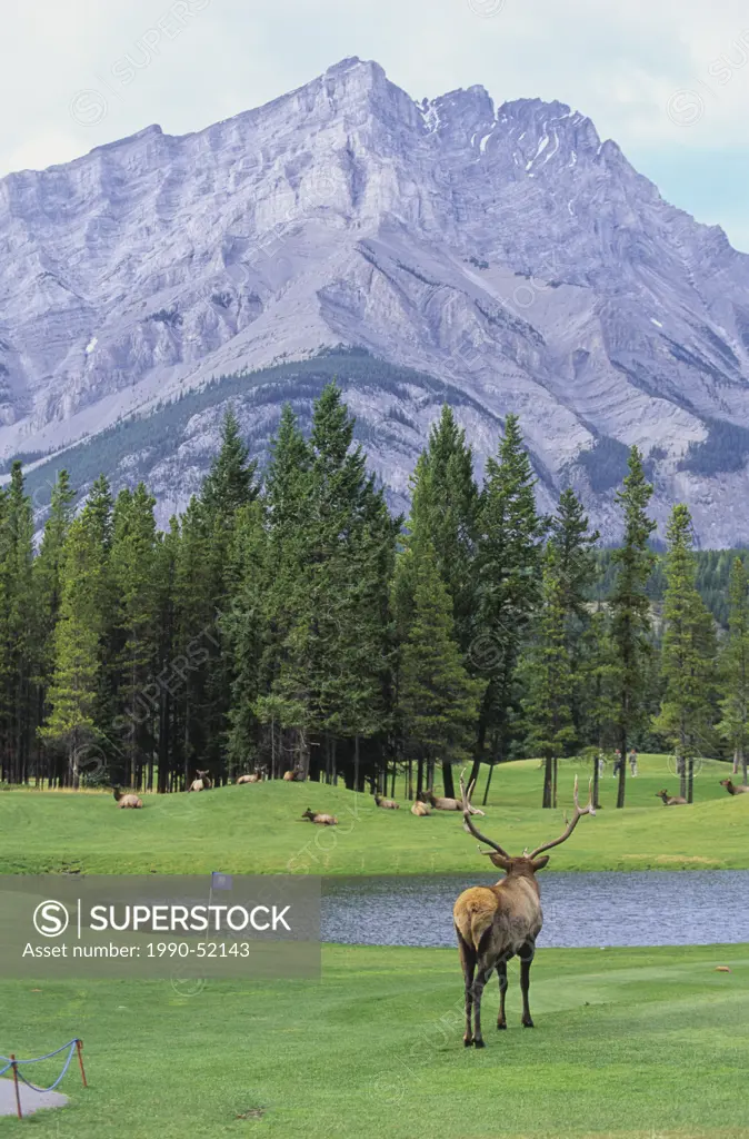 Bull elk surverying his domain on the Banff Springs Golf Course below Cascade Mountain, Banff National Park, Alberta, Canada.