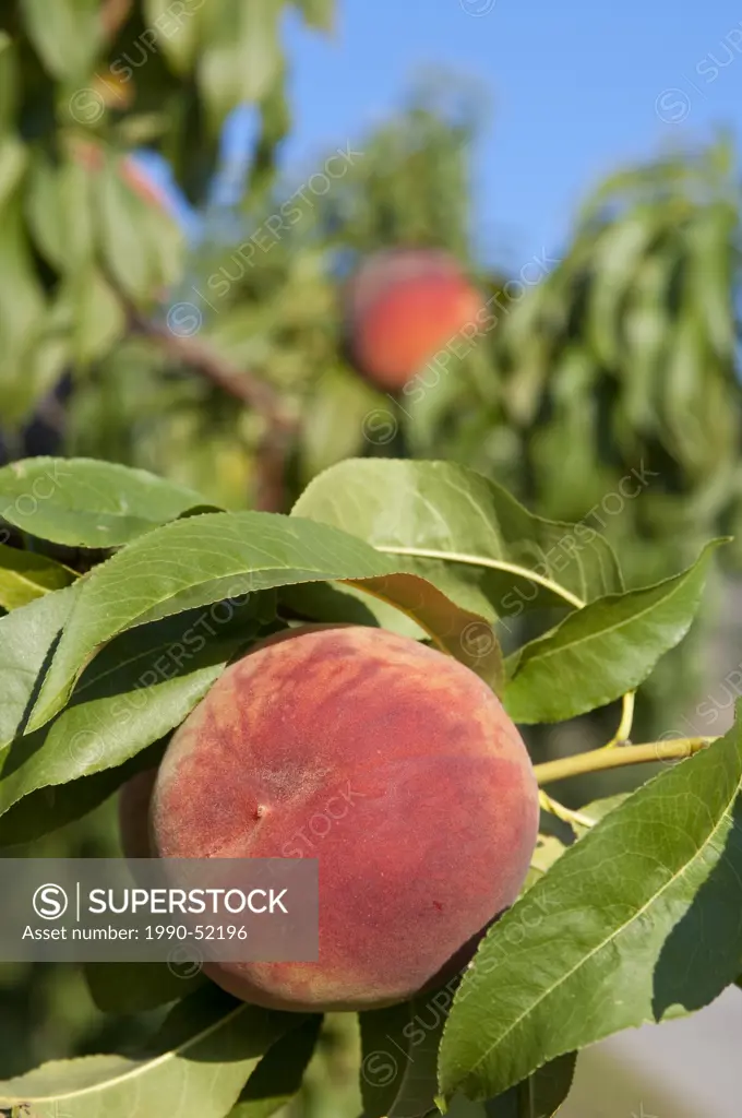 Peaches in orchard at Oliver, BC, Canada in August near harvest time