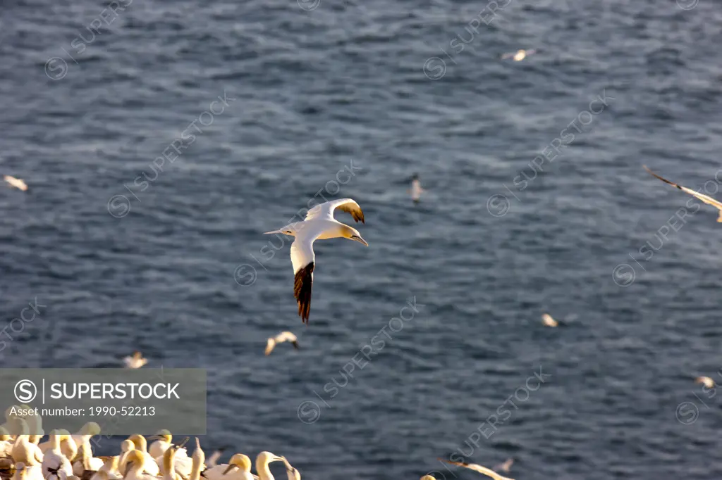 Northern Gannet Morus bassanus, in flight off Cape St. Mary´s Ecological Reserve, Newfoundland and Labrador, Canada